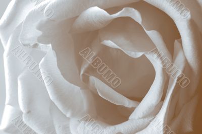 gentle rose