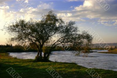 tree and river