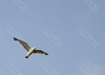 soaring bird
