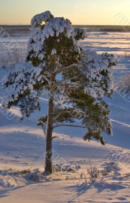 winter tree