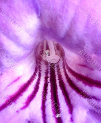 Violet flower