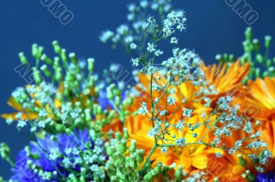Flower close-up