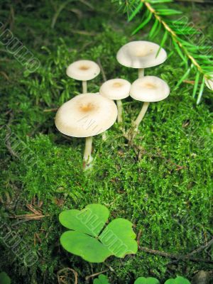 Mushrooms