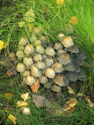 Mushrooms