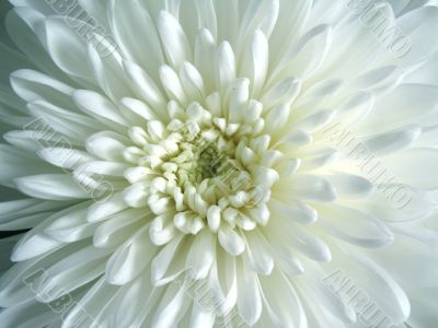 White Flower