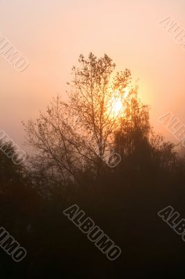 Foggy sunrise