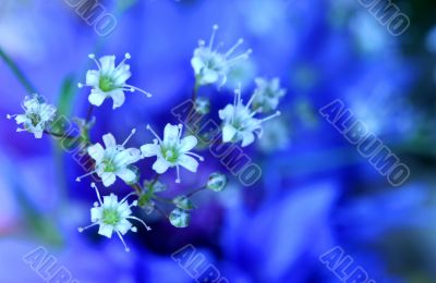 Flowers close-up