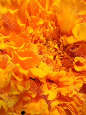 Flower close-up