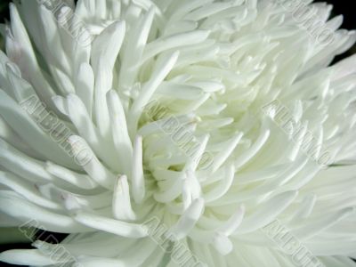 White Flower