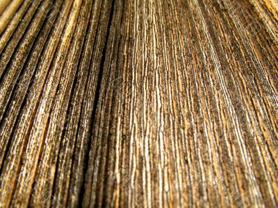 Wood texture