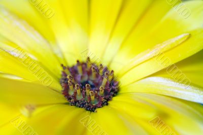 Yellow Flower