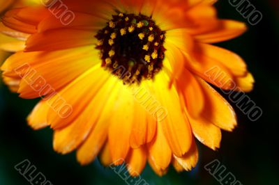 Flower close-up