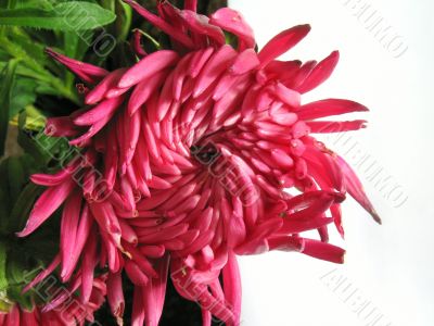 Flower close-up