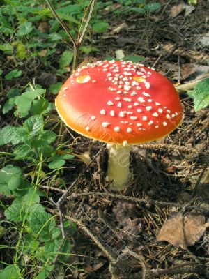 Red mushroom