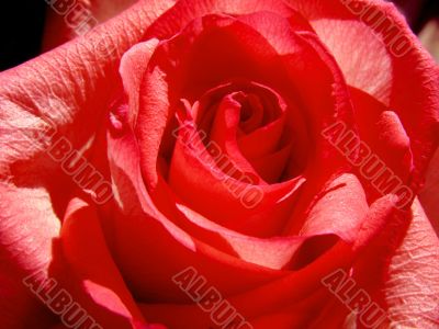 Red Rose