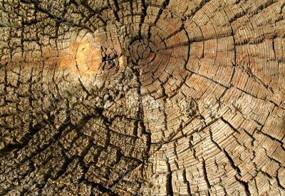 Wood texture