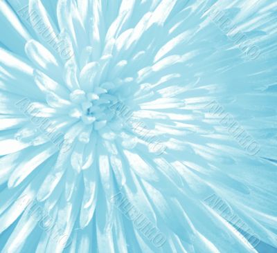 Blue Flower close-up