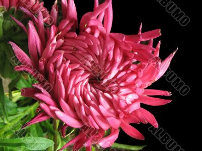 Flower close-up