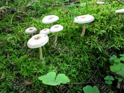 Mushrooms