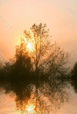 Foggy sunrise
