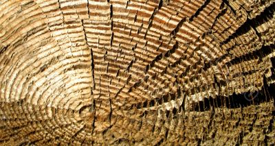 Wood texture
