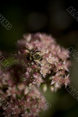 close up of bee on pink flower