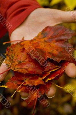hand holding red leaves