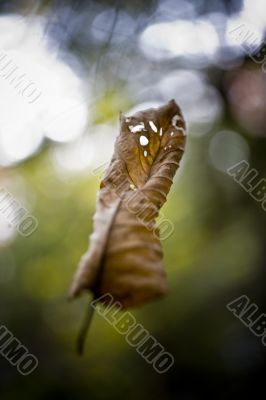 leaf falling to ground