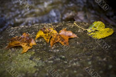 wet fall leaves on rock by river