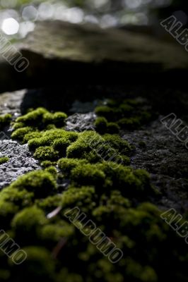 moss on rock in early morning
