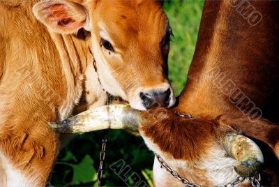 cows in a farm