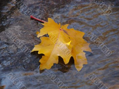 Autumn leaf on a stone at water