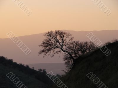 Sunset, tree, mountain
