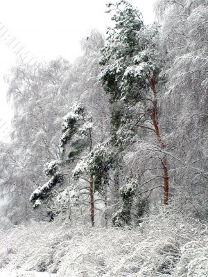 Pine trees