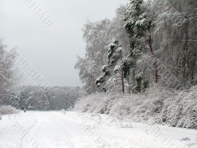 Road in the winter forest