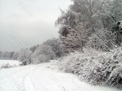 Road in the winter forest