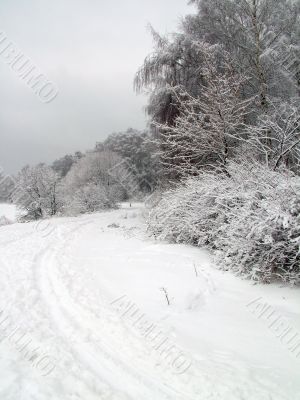 Road in the winter forest