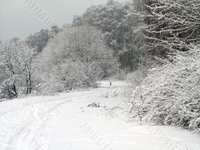 Road in the winter forest