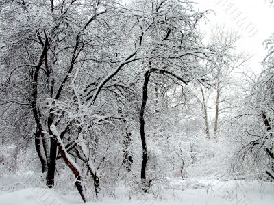 Apple-tree garden
