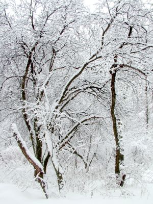 Apple-tree garden