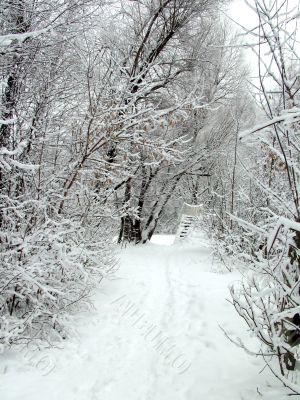 Road in the winter forest