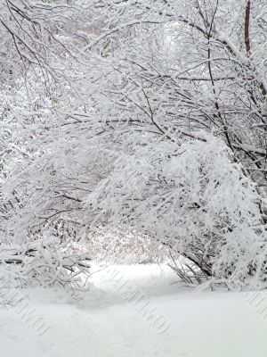 Road in the winter forest