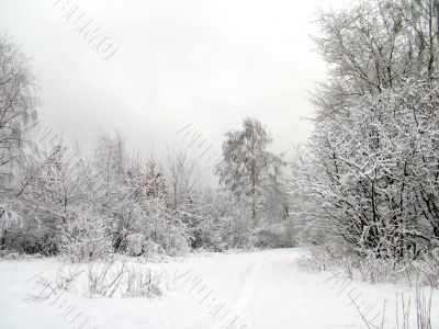 Road in the winter forest