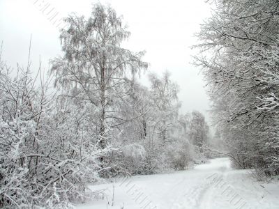 Road in the winter forest