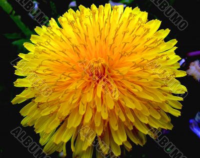 Dandelion