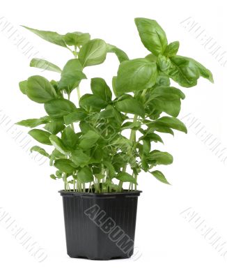 fresh basil in pot #2