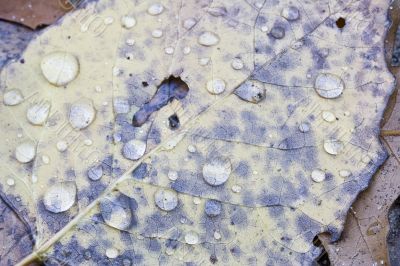 water drop