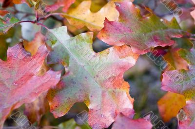 oak colors