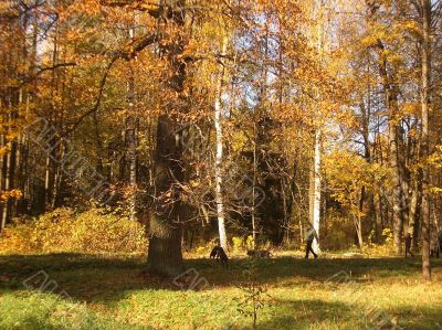 Autumn