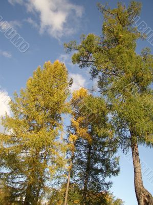 Autumn
